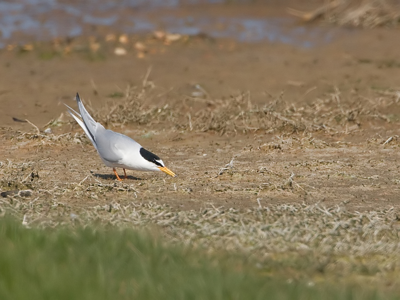 Sterna albifrons Little Tern Dwergstern